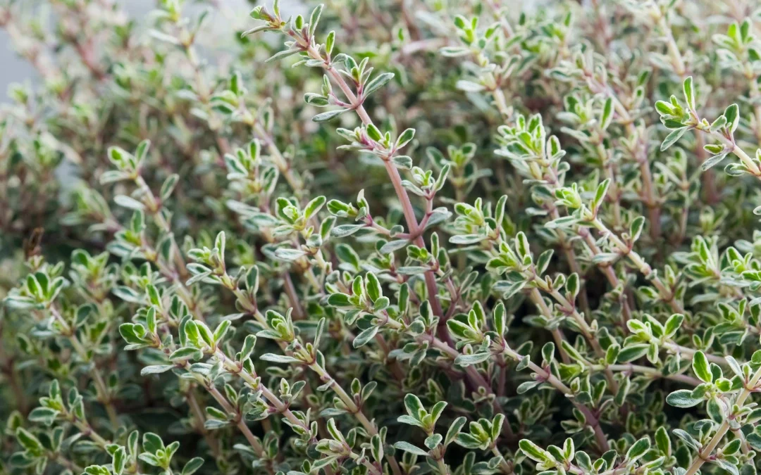 Quand et comment semer le thym ? Guide complet de cette plante aromatique