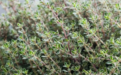 Quand et comment semer le thym ? Guide complet de cette plante aromatique