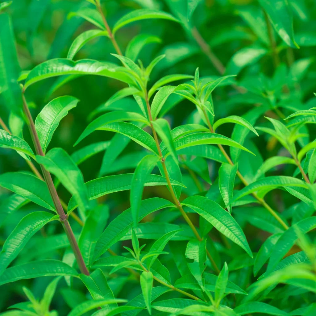 Quand planter de la verveine