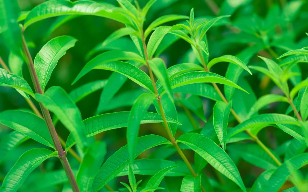 Verveine : semis, plantation et secrets d’une plante aromatique aux mille vertus