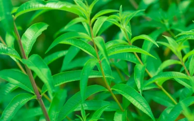 Verveine : semis, plantation et secrets d’une plante aromatique aux mille vertus