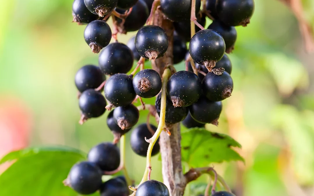 Cassis : planter, entretenir et récolter ce petit fruit riche en vitamine C