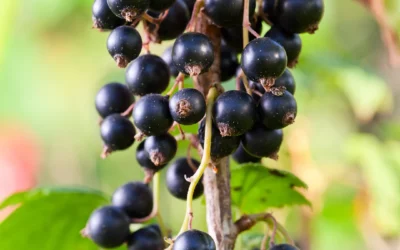Cassis : planter, entretenir et récolter ce petit fruit riche en vitamine C