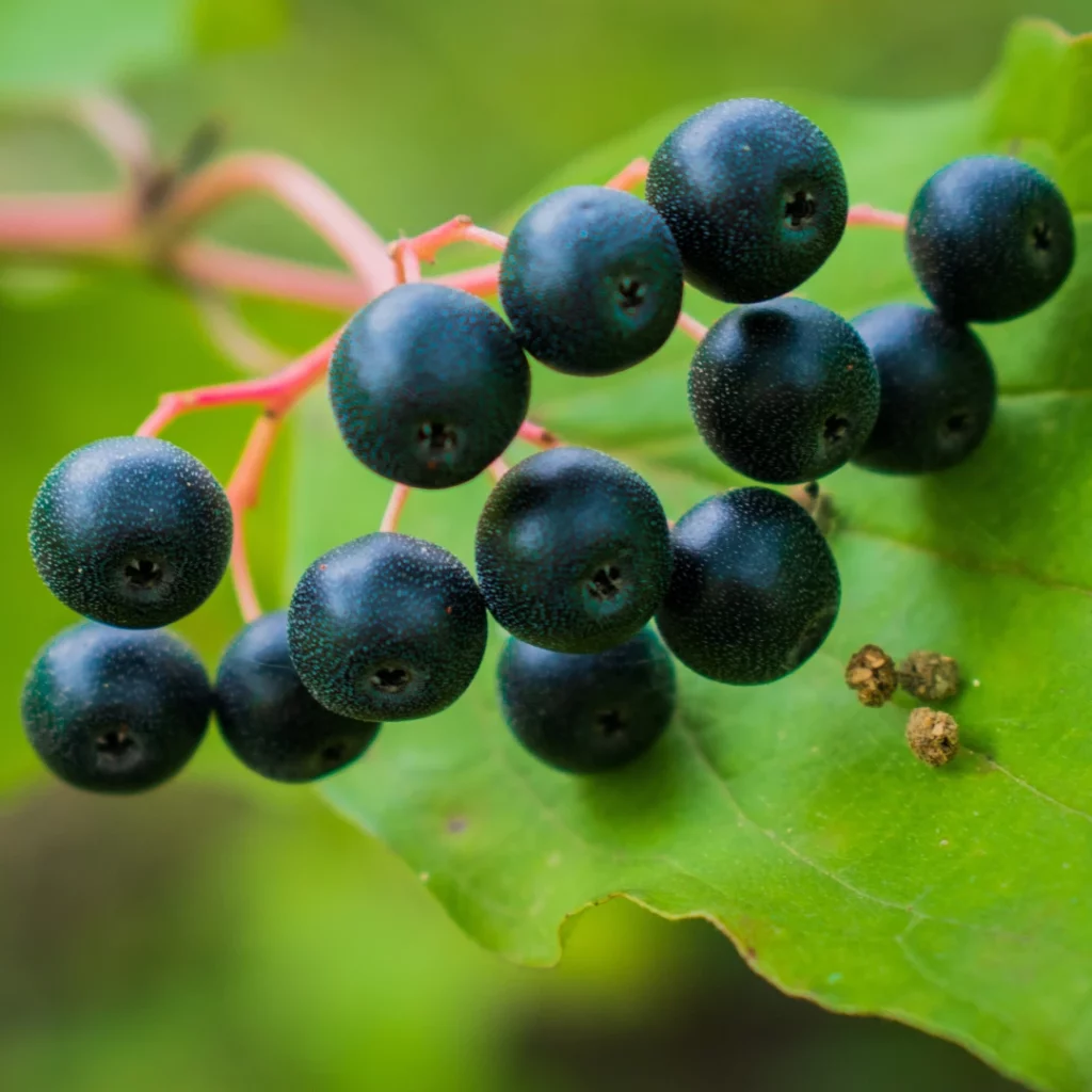 Quand récolter les fruits du cassissier