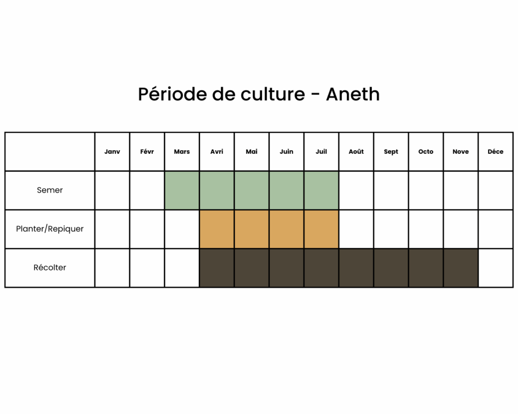 calendrier pour planter de l'aneth