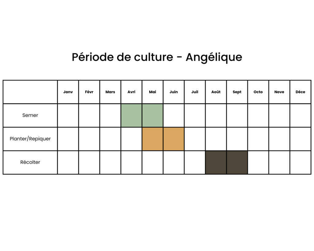 Calendrier pour semer angélique