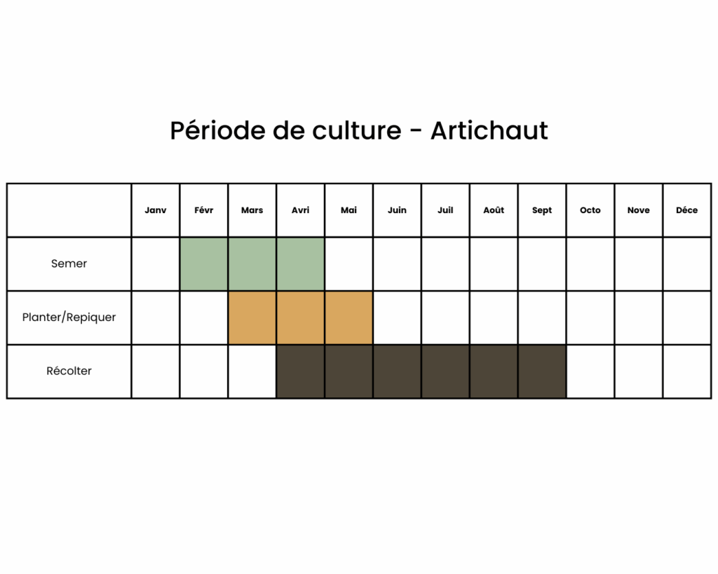 Calendrier pour planter des artichauts