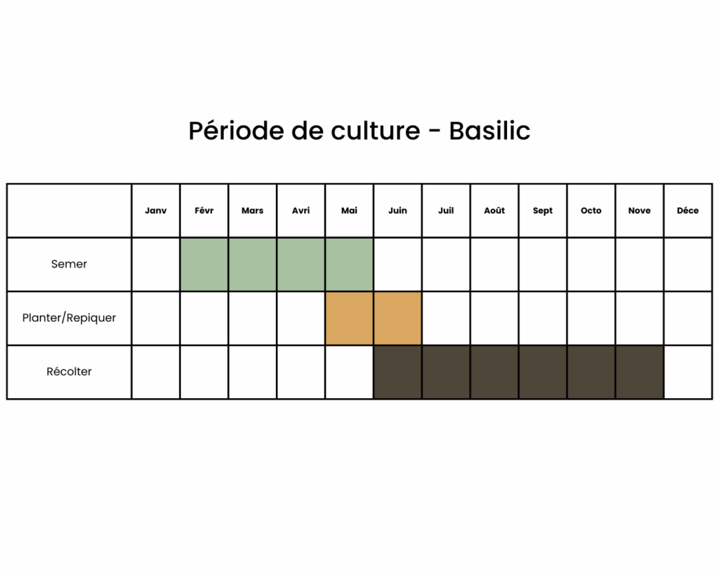 Calendrier pour semer du basilic