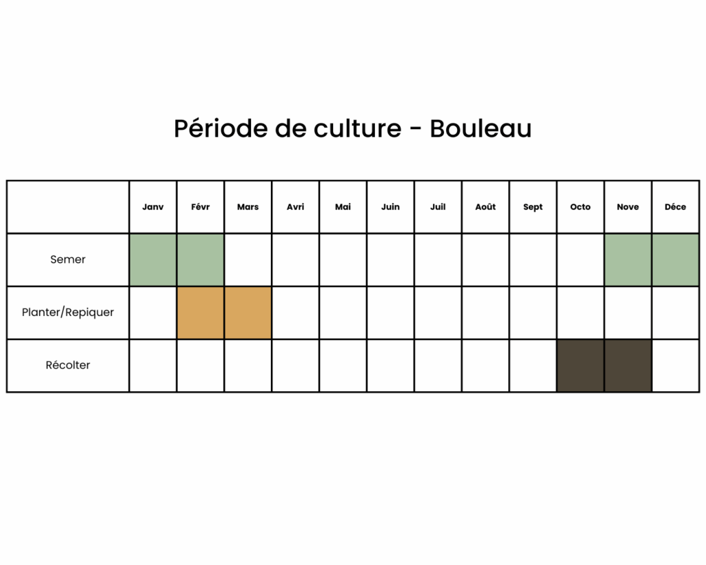 Calendrier pour semer bouleau