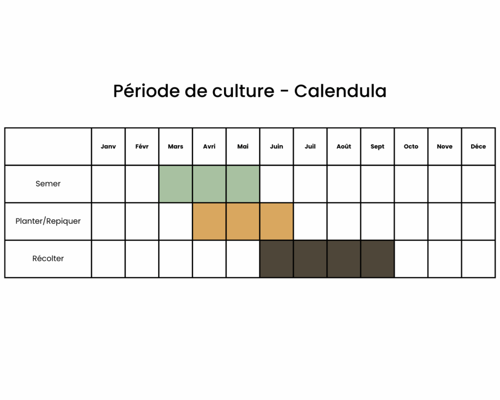 calendrier pour planter des calendulas