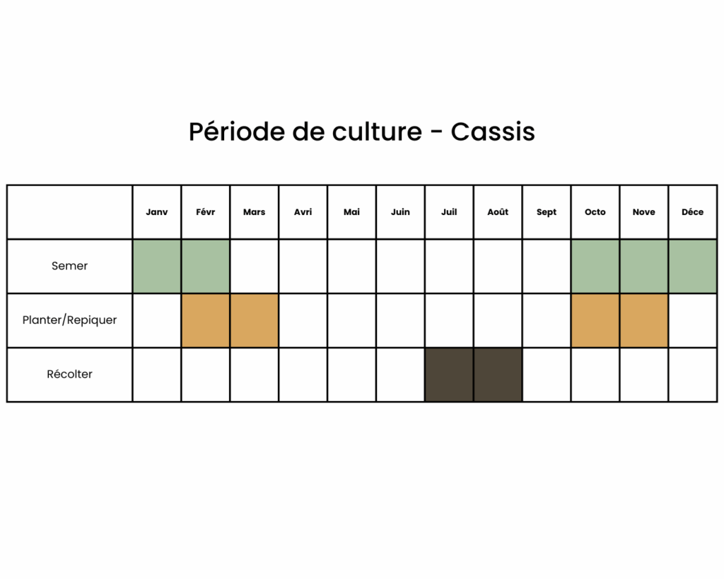 Calendrier pour semer un cassis au bon moment