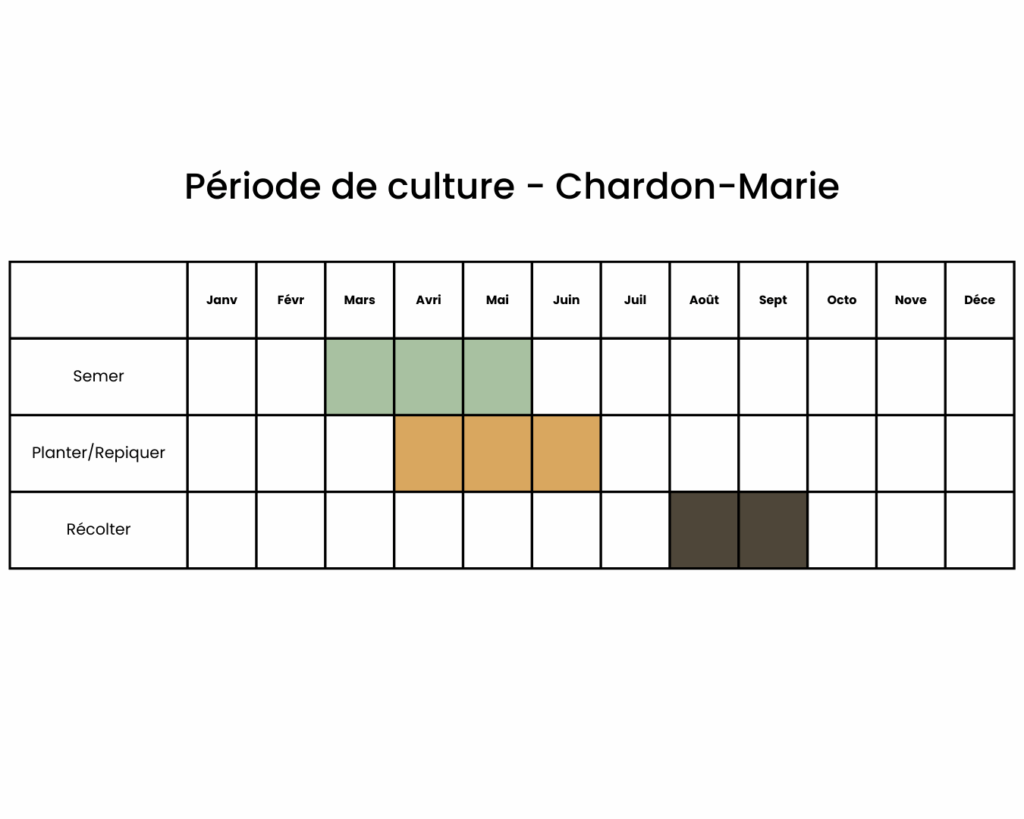Calendrier pour semer et récolter du chardon