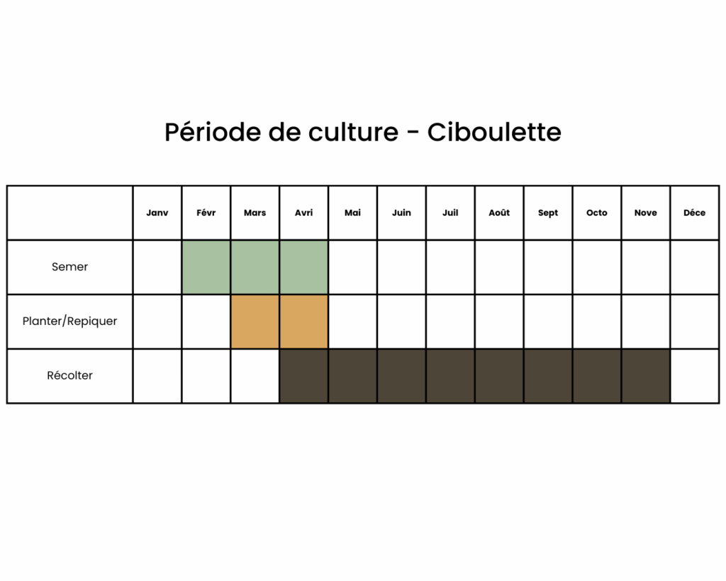 calendrier pour semer de la ciboulette