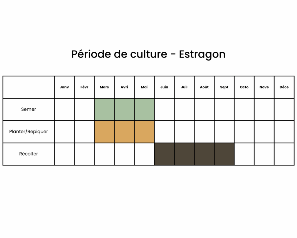 Calendrier pour planter de l'estragon
