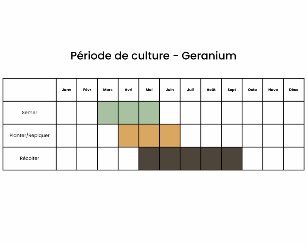 Calendrier pour planter des géraniums