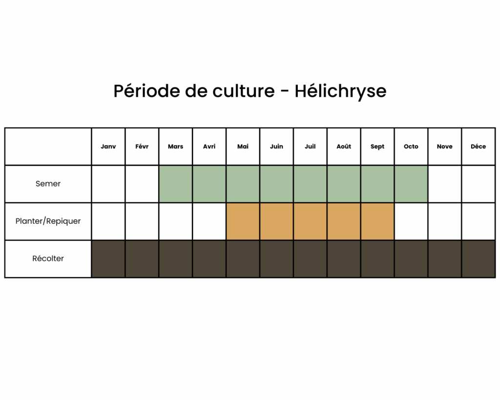 Calendrier pour semer des immortelles