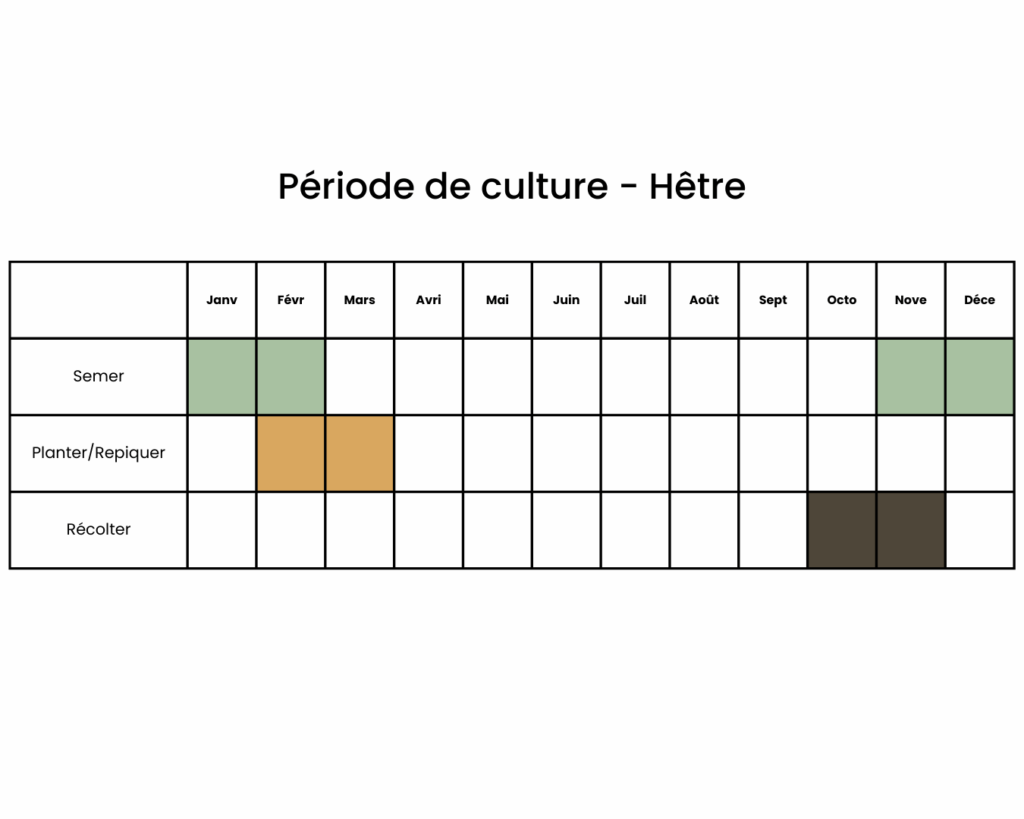 Calendrier pour planter du hêtre