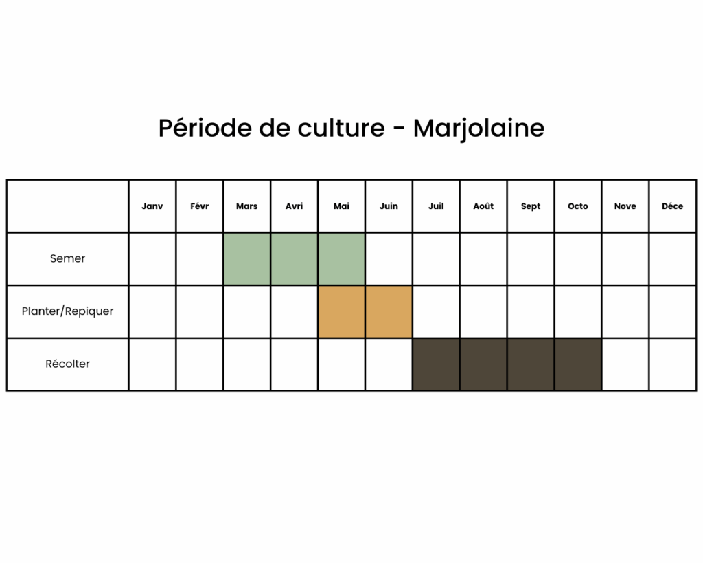 Calendrier pour semer de la marjolaine