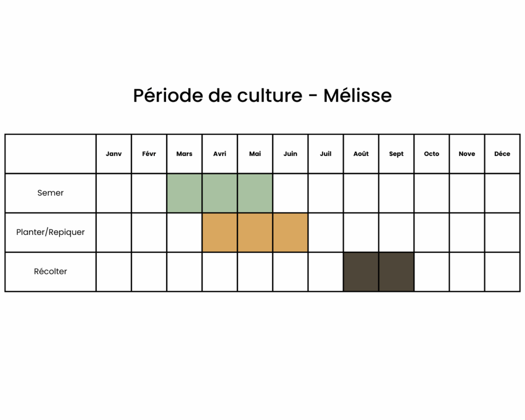 calendrier pour semer de la mélisse
