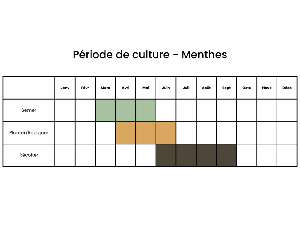 calendrier pour planter de la menthe
