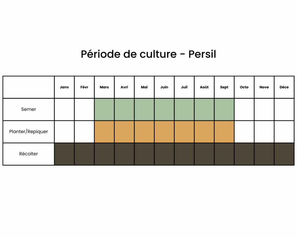 Période pour semer et récolter du persil