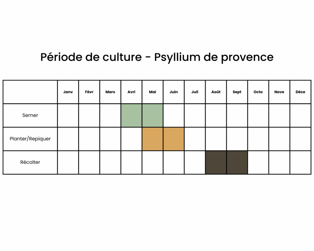 Calendrier pour semer du psyllium