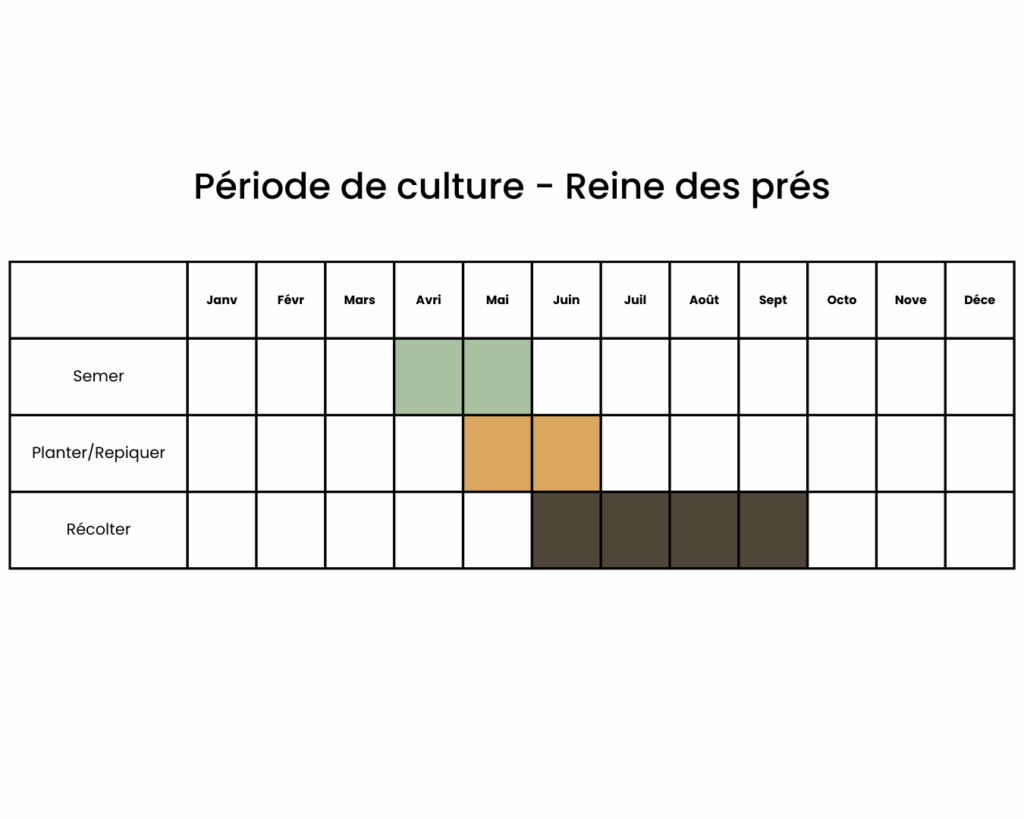 calendrier pour semer des reines des prés