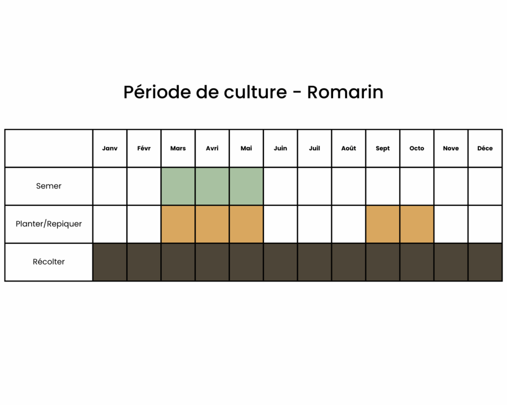 Calendrier pour planter du romarin