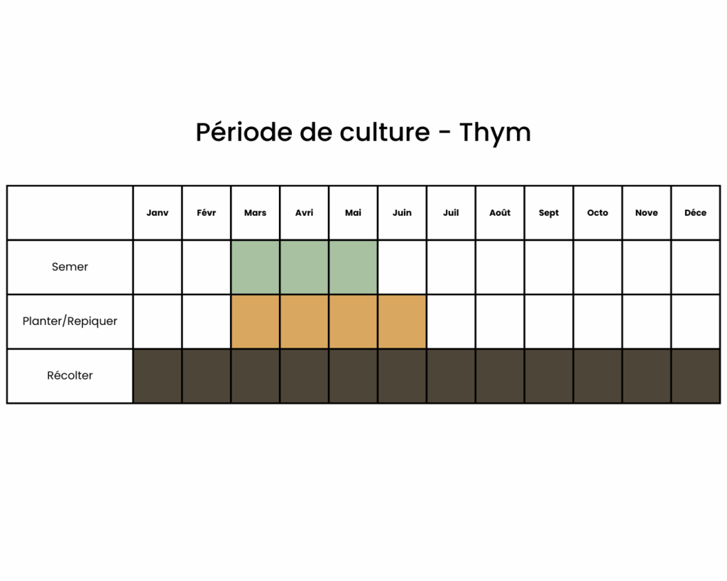 Calendrier de culture du thym