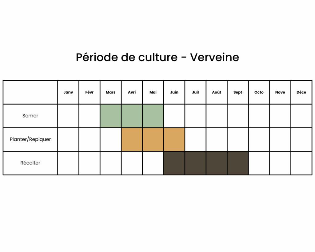 calendrier pour planter de la verveine