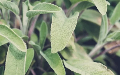 Sauge officinale : semis, plantation et vertus d’une plante aromatique facile à cultiver
